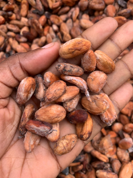 Cocoa Beans Per tonne